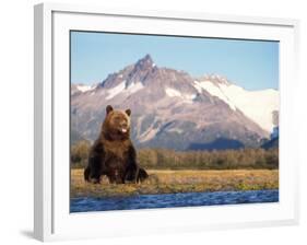 Brown Bear with Salmon Catch, Katmai National Park, Alaskan Peninsula, USA-Steve Kazlowski-Framed Photographic Print