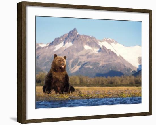 Brown Bear with Salmon Catch, Katmai National Park, Alaskan Peninsula, USA-Steve Kazlowski-Framed Photographic Print