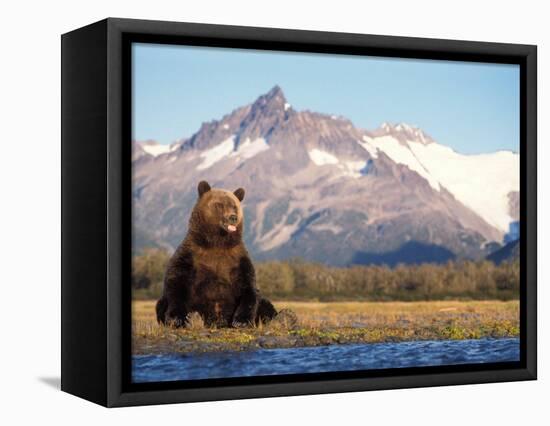 Brown Bear with Salmon Catch, Katmai National Park, Alaskan Peninsula, USA-Steve Kazlowski-Framed Stretched Canvas
