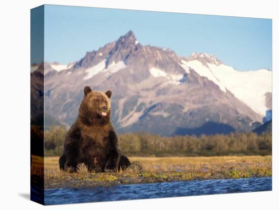 Brown Bear with Salmon Catch, Katmai National Park, Alaskan Peninsula, USA-Steve Kazlowski-Stretched Canvas