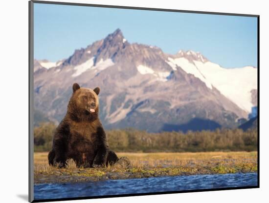 Brown Bear with Salmon Catch, Katmai National Park, Alaskan Peninsula, USA-Steve Kazlowski-Mounted Photographic Print