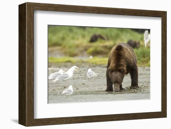 Brown Bear with Sea Gull-MaryAnn McDonald-Framed Photographic Print