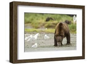 Brown Bear with Sea Gull-MaryAnn McDonald-Framed Photographic Print