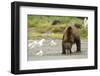 Brown Bear with Sea Gull-MaryAnn McDonald-Framed Photographic Print