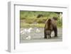Brown Bear with Sea Gull-MaryAnn McDonald-Framed Photographic Print