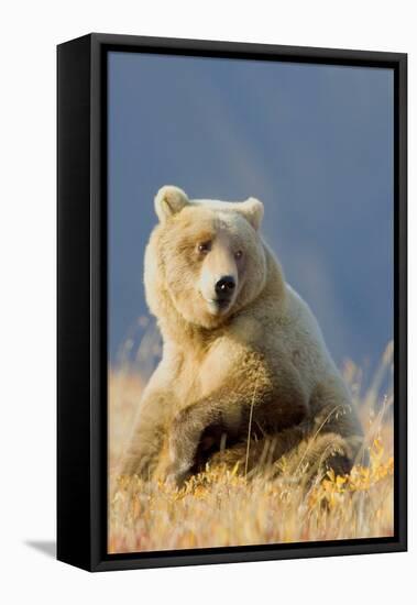 Brown Bear-Howard Ruby-Framed Stretched Canvas