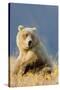 Brown Bear-Howard Ruby-Stretched Canvas