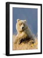 Brown Bear-Howard Ruby-Framed Photographic Print