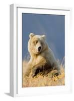 Brown Bear-Howard Ruby-Framed Photographic Print