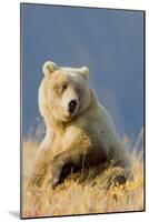 Brown Bear-Howard Ruby-Mounted Photographic Print