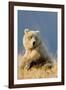 Brown Bear-Howard Ruby-Framed Photographic Print