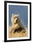 Brown Bear-Howard Ruby-Framed Photographic Print