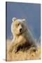 Brown Bear-Howard Ruby-Stretched Canvas
