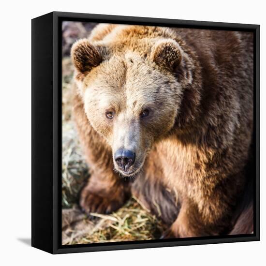 Brown Bear-l i g h t p o e t-Framed Stretched Canvas
