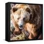 Brown Bear-l i g h t p o e t-Framed Stretched Canvas