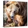 Brown Bear-l i g h t p o e t-Stretched Canvas