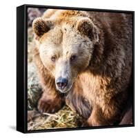 Brown Bear-l i g h t p o e t-Framed Stretched Canvas