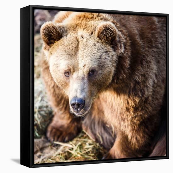 Brown Bear-l i g h t p o e t-Framed Stretched Canvas
