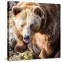 Brown Bear-l i g h t p o e t-Stretched Canvas