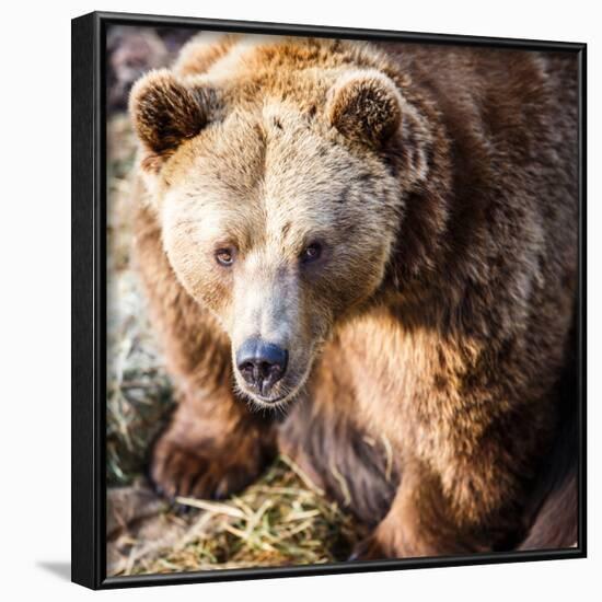 Brown Bear-l i g h t p o e t-Framed Photographic Print