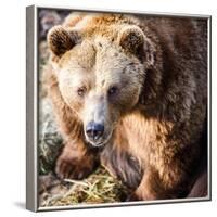 Brown Bear-l i g h t p o e t-Framed Photographic Print