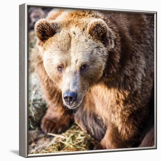 Brown Bear-l i g h t p o e t-Framed Photographic Print