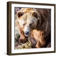 Brown Bear-l i g h t p o e t-Framed Photographic Print