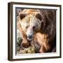 Brown Bear-l i g h t p o e t-Framed Photographic Print