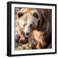 Brown Bear-l i g h t p o e t-Framed Photographic Print