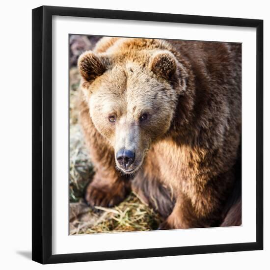 Brown Bear-l i g h t p o e t-Framed Photographic Print