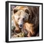 Brown Bear-l i g h t p o e t-Framed Photographic Print