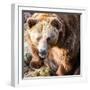 Brown Bear-l i g h t p o e t-Framed Photographic Print