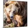 Brown Bear-l i g h t p o e t-Mounted Photographic Print