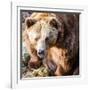 Brown Bear-l i g h t p o e t-Framed Photographic Print