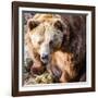 Brown Bear-l i g h t p o e t-Framed Photographic Print