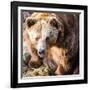 Brown Bear-l i g h t p o e t-Framed Photographic Print