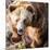 Brown Bear-l i g h t p o e t-Mounted Photographic Print