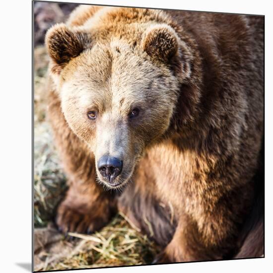 Brown Bear-l i g h t p o e t-Mounted Photographic Print