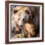 Brown Bear-l i g h t p o e t-Framed Photographic Print