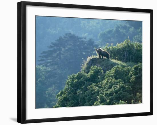 Brown Bear-null-Framed Photographic Print