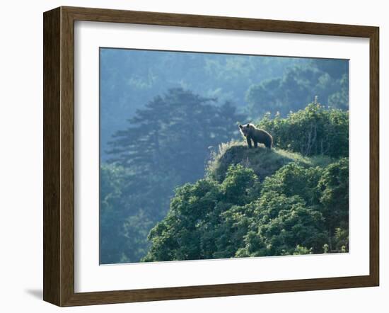 Brown Bear-null-Framed Photographic Print