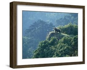 Brown Bear-null-Framed Photographic Print