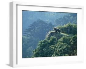 Brown Bear-null-Framed Photographic Print