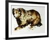 Brown Bear-Sydney Edmunds-Framed Giclee Print