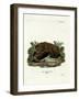 Brown Bear-null-Framed Giclee Print