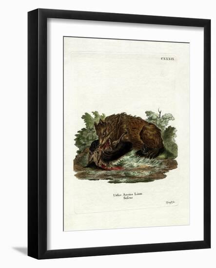 Brown Bear-null-Framed Giclee Print