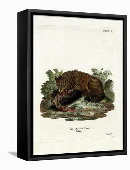 Brown Bear-null-Framed Stretched Canvas