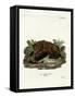 Brown Bear-null-Framed Stretched Canvas