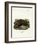 Brown Bear-null-Framed Giclee Print