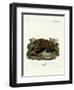 Brown Bear-null-Framed Giclee Print